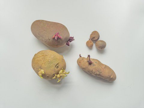 Wildkartoffeln im gekeimten Zustand