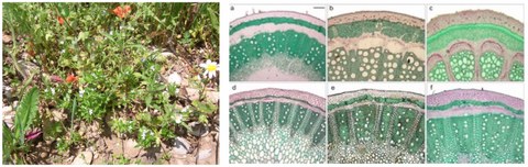 Pflanzen und mikroskopische Bilder