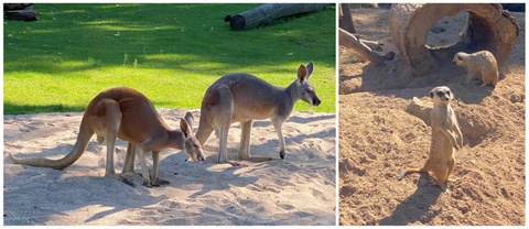 Känguru und Erdmännchen
