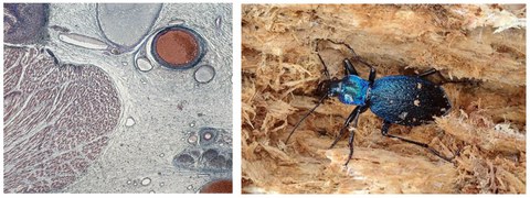 Mikroskopisches Bild und Bild von einem Laufkäfer