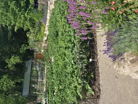 Kartoffelbeet im Schulgarten