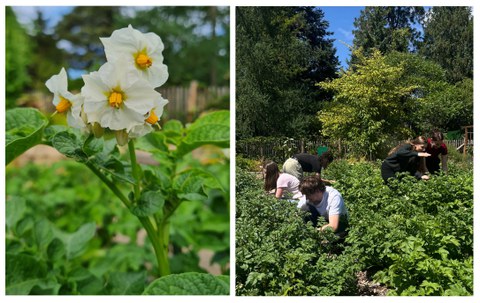 Bilder mit Pflanze und Personen im Schulgarten