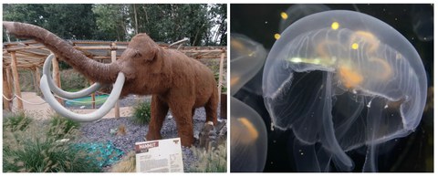 Bildcollage von einem Mammut und einer Qualle