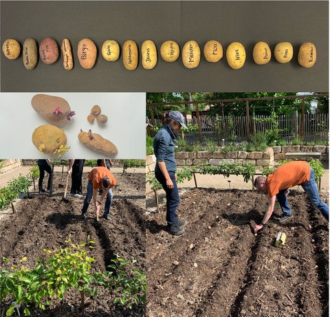 Collage aus Bilder zur Kartoffelpflanzaktion