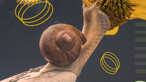 Blüte mit Schnecke