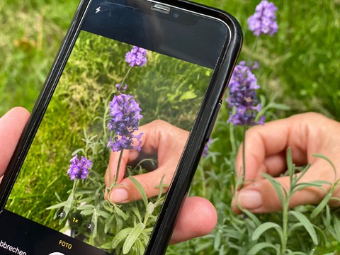 Handy mit einer Pflanze