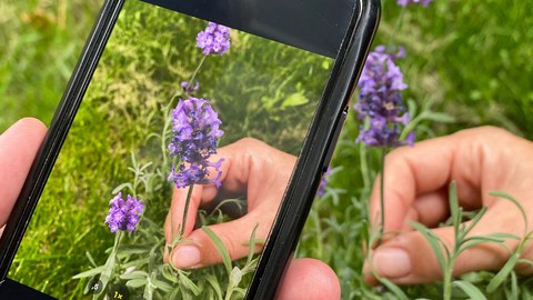 Handy mit einer Pflanze