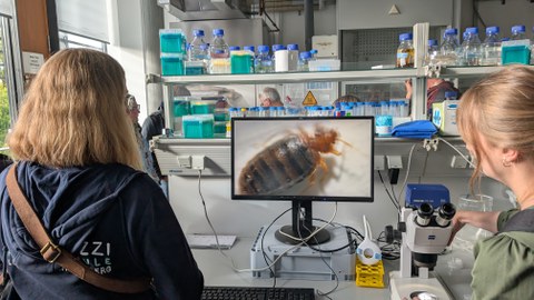Labor mit Bildschirm, auf dem eine vergrößerte Bettwanze zu sehen ist