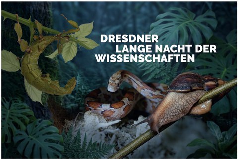 Bild mit Tieren im Dschungel