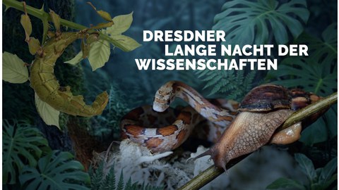 Bild mit Tieren im Dschungel