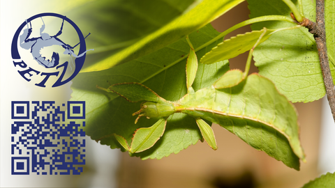 Gespenstschrecke mit petz Logo