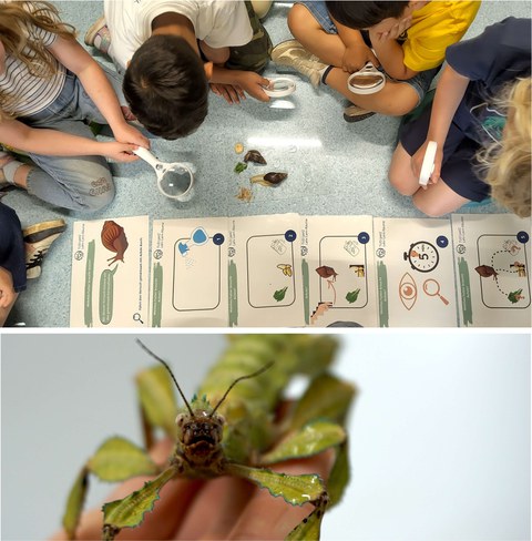 Schülergruppe mit Schnecke und Bild von Gespenstschrecke