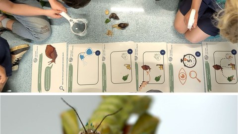 Schülergruppe mit Schnecke und Bild von Gespenstschrecke