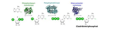 Nukleotid Biosynthese