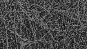 Methanosarcina