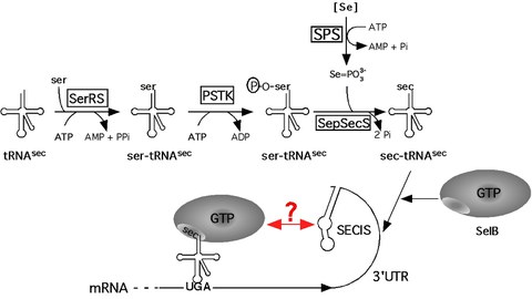 Sec pathway