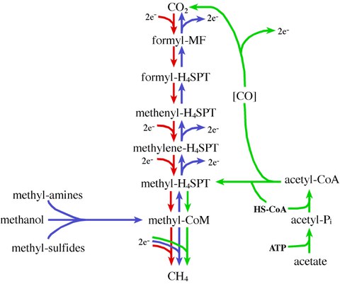 methanogenesis