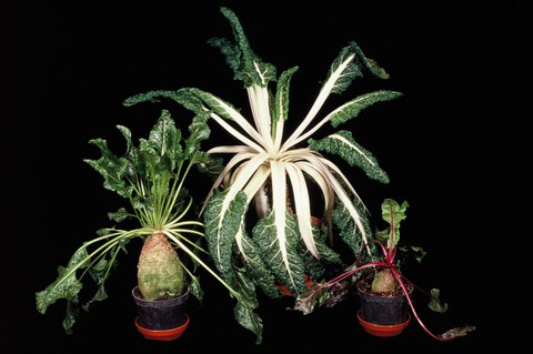 group of Beta vulgaris cultivars