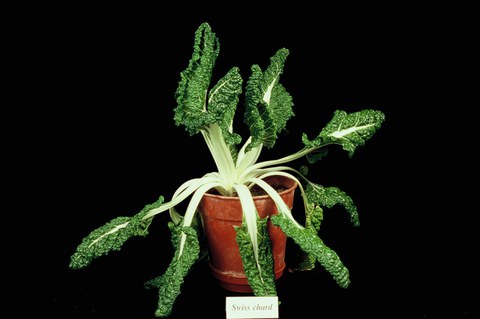 Beta vulgaris swiss chard  (section Beta)