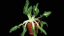 Beta vulgaris swiss chard  (section Beta)