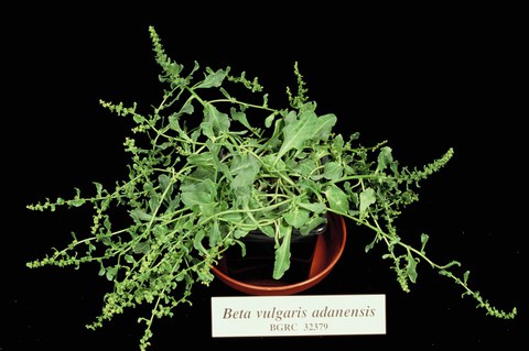 Beta vulgaris adanensis  (section Beta)