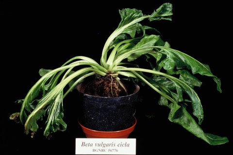 Beta vulgaris cicla  (section Beta)