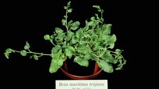Beta maritima trojana  (section Beta)