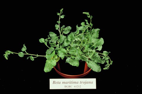 Beta maritima trojana  (section Beta)