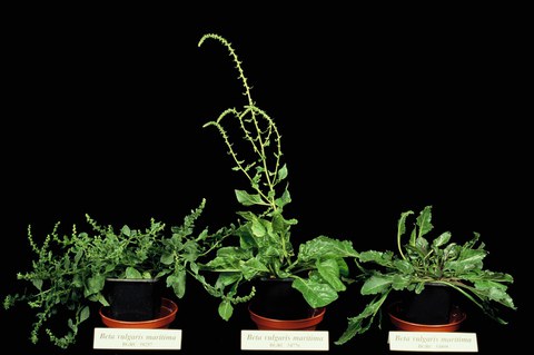 Beta maritima variation in phenotype  (section Beta)