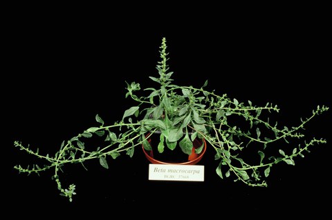 Beta macrocarpa (section Beta)