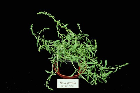 Beta patula (section Beta)
