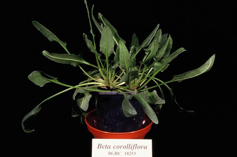 Beta corolliflora (section Corollineae)