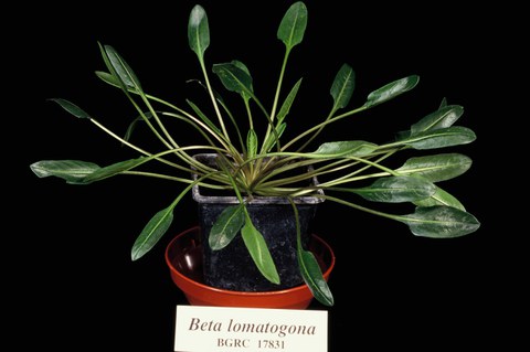 Beta lomatogona (section Corollineae)