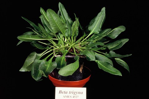 Beta trigyna (section Corollineae)