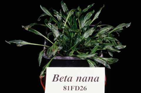 Beta nana (section Nanae)