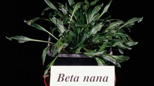 Beta nana (section Nanae)