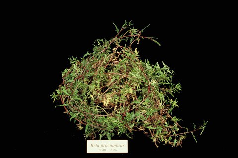 Patellifolia procumbens, formerly Beta procumbens