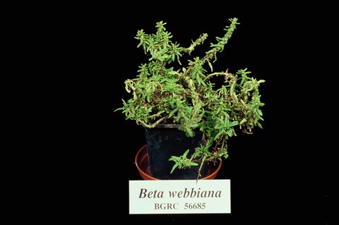 Patellifolia webbiana, formerly Beta webbiana