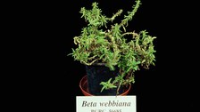 Patellifolia webbiana, formerly Beta webbiana