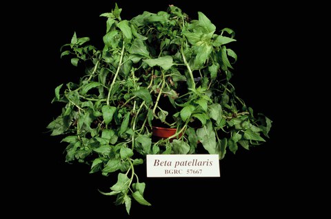 Patellifolia patellaris, formerly Beta patellaris 