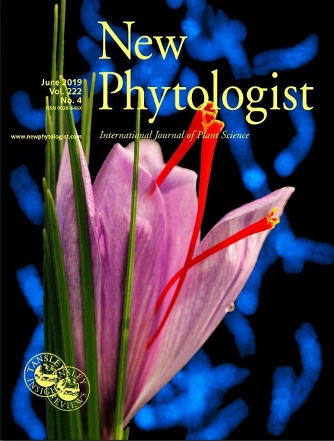 New Phytologist cover 222(4)