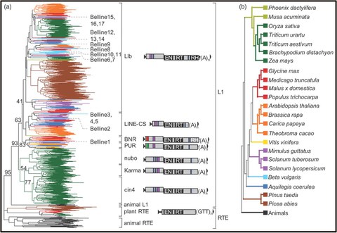 Heitkam T, Holtgräwe D, Dohm JC, Minoche AE, Himmelbauer H, Weisshaar B and Schmidt T (2014): Profiling of extensively diversified plant LINEs reveals distinct plant-specific subclades. The Plant Journal, 79:385-397