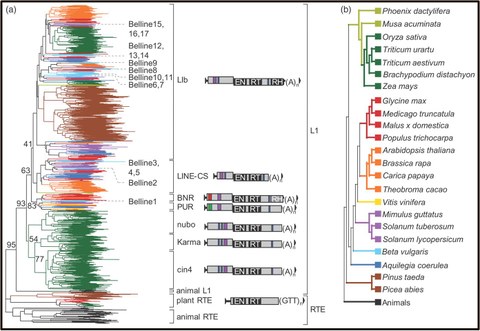 Heitkam T, Holtgräwe D, Dohm JC, Minoche AE, Himmelbauer H, Weisshaar B and Schmidt T (2014): Profiling of extensively diversified plant LINEs reveals distinct plant-specific subclades. The Plant Journal, 79:385-397