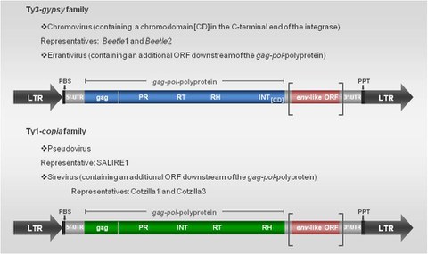  Structure of two retrotransposon types