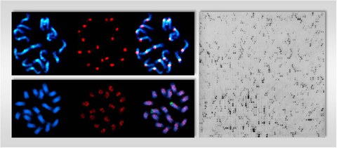  Physical mapping of LTR retrotransposons