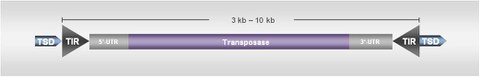 DNA transposon.