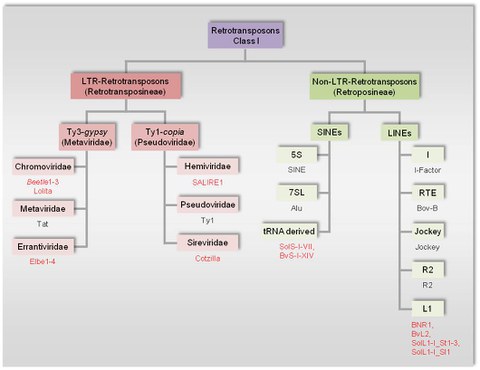  Overview of class I transposons