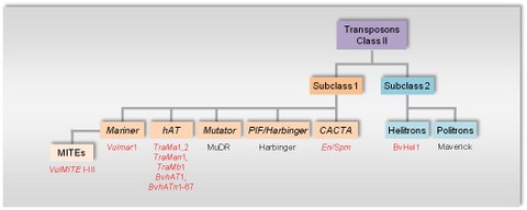  Overview of class II transposons