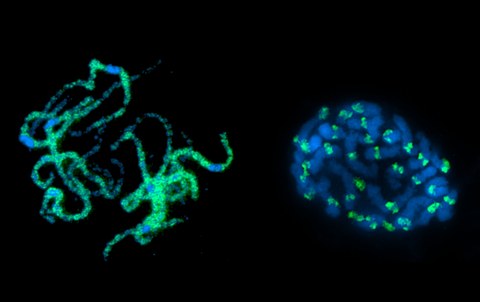 Analyse von Pachytän- (links) und Metaphase-Chromosomen (rechts) durch FISH und Immunostaining