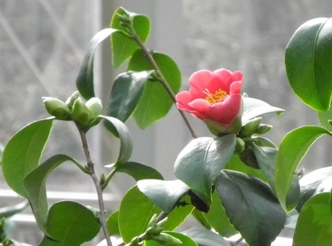 Pillnitz camellia